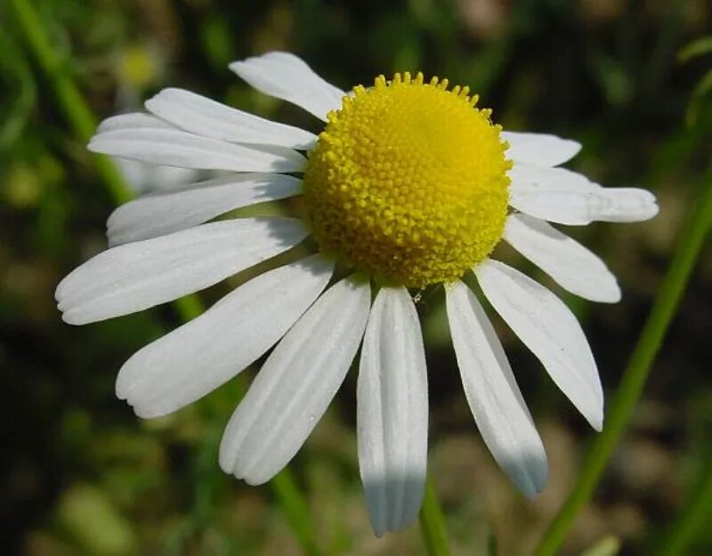 Matricaria Chamomilla. Ромашка аптечная – Chamomilla recutita. Ромашка аптечная (Matricaria Chamomilla). Ромашка голубая (Matricaria Chamomilla).. Тип ромашки лекарственной