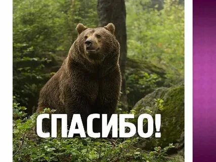 Спасибо мишка