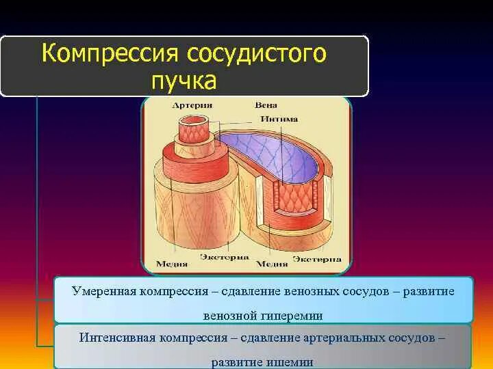 Что такое сосудистые пучки какую. Компрессия венозных сосудов. Сдавление сосуда извне. Сосудистые пучки и их функции. Компрессия кровообращения.