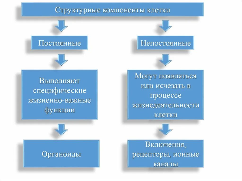 Функции составляющих клетки. Основные компоненты клетки. Постоянные компоненты клетки. Структура компонентов клетки. Структурные элементы клетки.