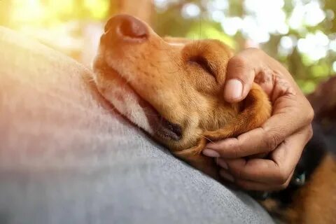 Pet partners