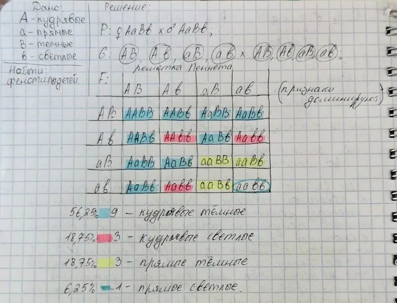 Генотип волнистых волос. Ген курчавых волос доминирует над геном прямых. У человека ген курчавых волос. У человека ген курчавых волос доминирует над геном. Задача по генетике вьющиеся волосы.