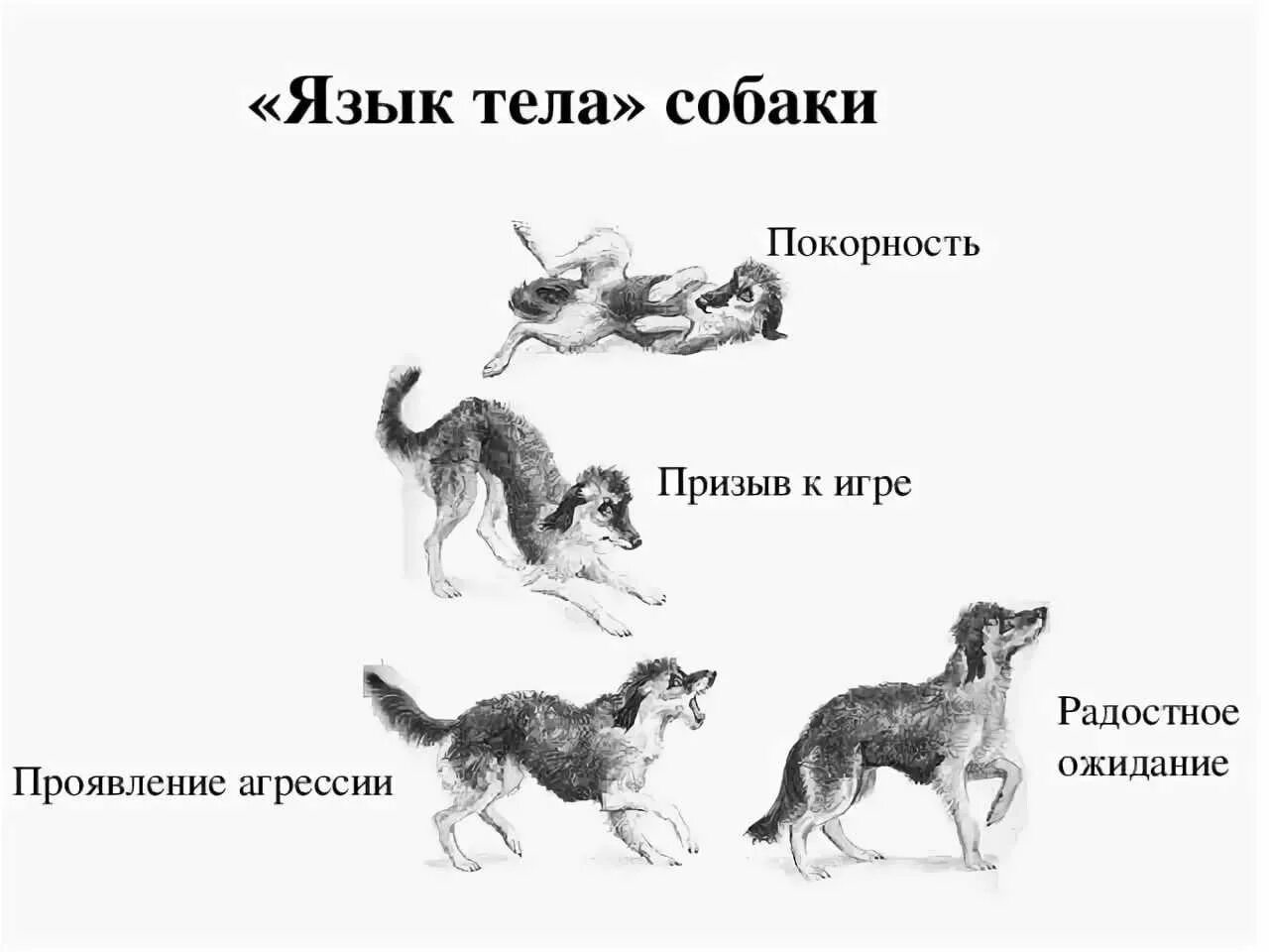 Поведение собак. Язык тела собаки в картинках. Араедение собак. Виды поведения собак.