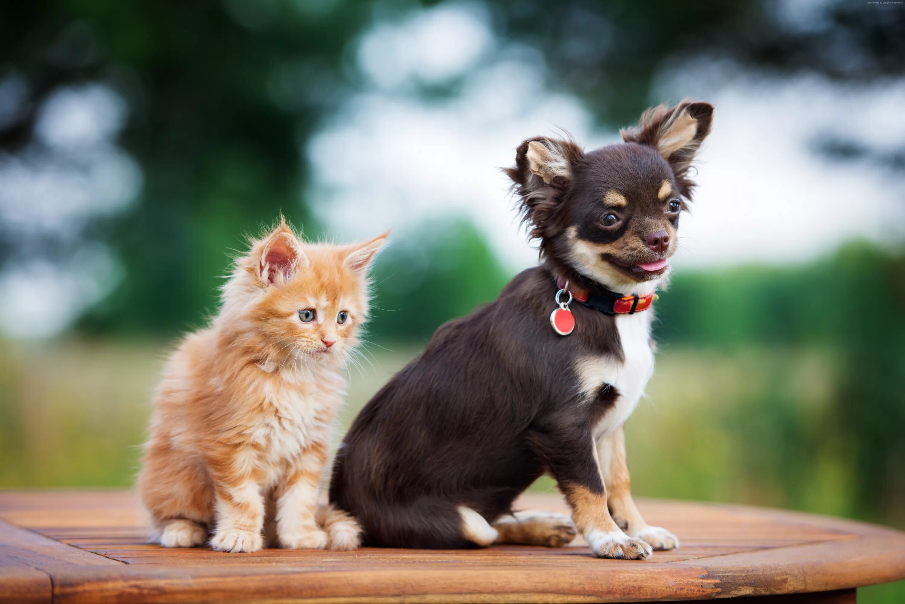 The dog and the kitten