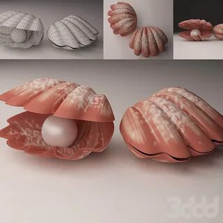 3 ракушки