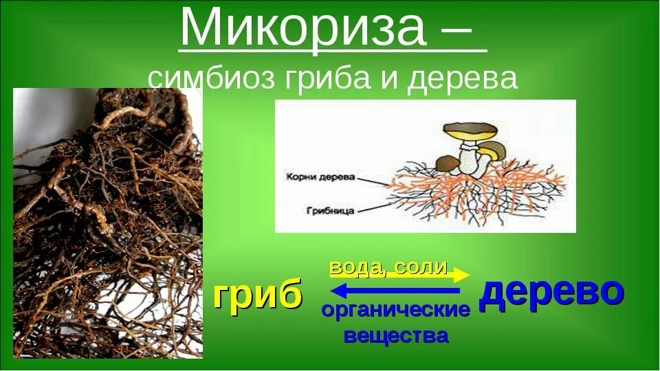 Симбиоз человека и растений. Микориза симбиоз гриба и растения. микориза с грибами-симбионтами. микориза у мхов. шляпочные грибы микориза.