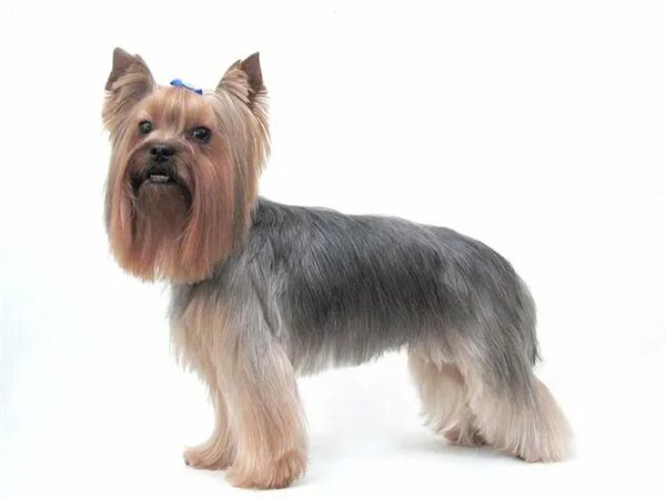 Йоркширский терьер стандарт. Йоркширский терьер стандарт стрижки. Стрижка бивер йорка. Йоркширский терьер корейская стрижка. Йоркширский терьер корейская стрижка.