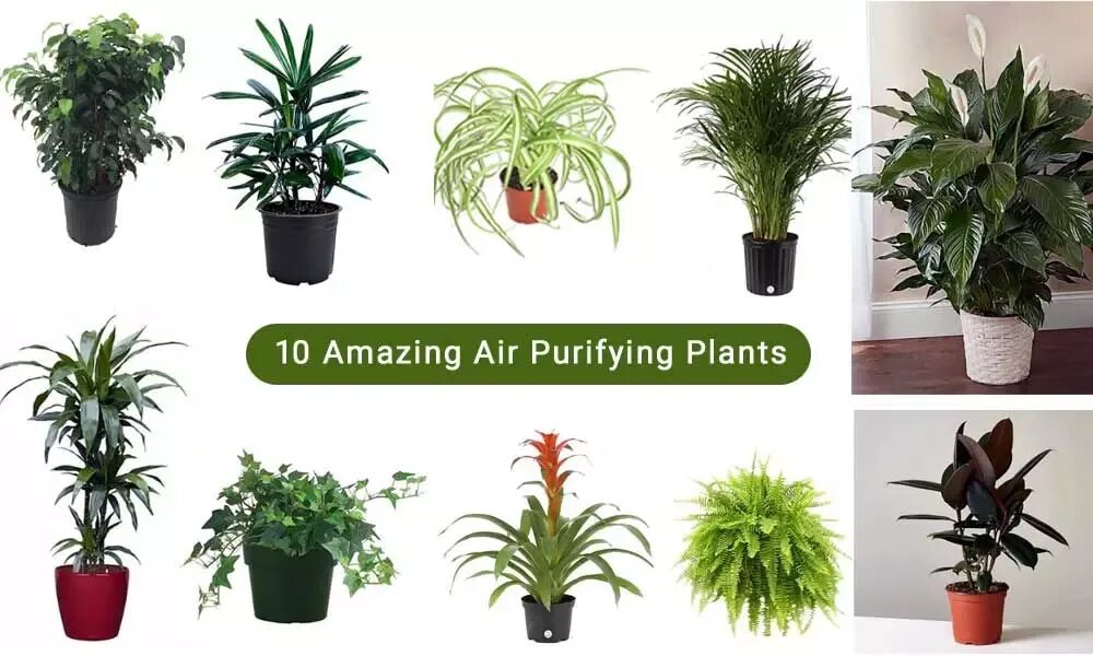 Цвет который очищает воздух. Air purifying plants. комнатный цветок очиститель воздуха. комнатные растения очищающие воздух. цветы очищающие воздух в квартире.