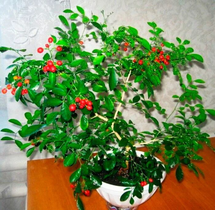 Экология - Блог - Учительский Портал