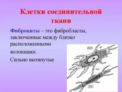 Какая ткань клетки выполняет защитную функцию
