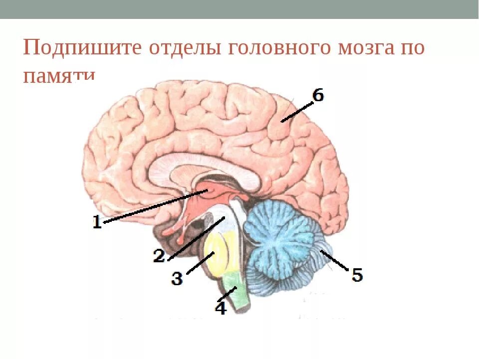 Рассмотрите рисунок с изображением мозга человека. Подпишите отделы мозга. Подпишите отделы головного мозга обозначенные. Строение головного мозга с подписями. Строение головного мозга биология 8.