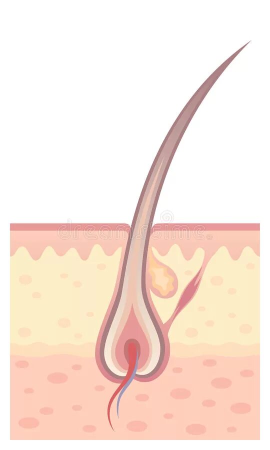 Корень волоса погружен в окруженную. Волосяной фолликул и луковица. Волосяной фолликул рисунок. Строение волоса стержень волоса волосяная луковица. Корень волоса волосяной фолликул.