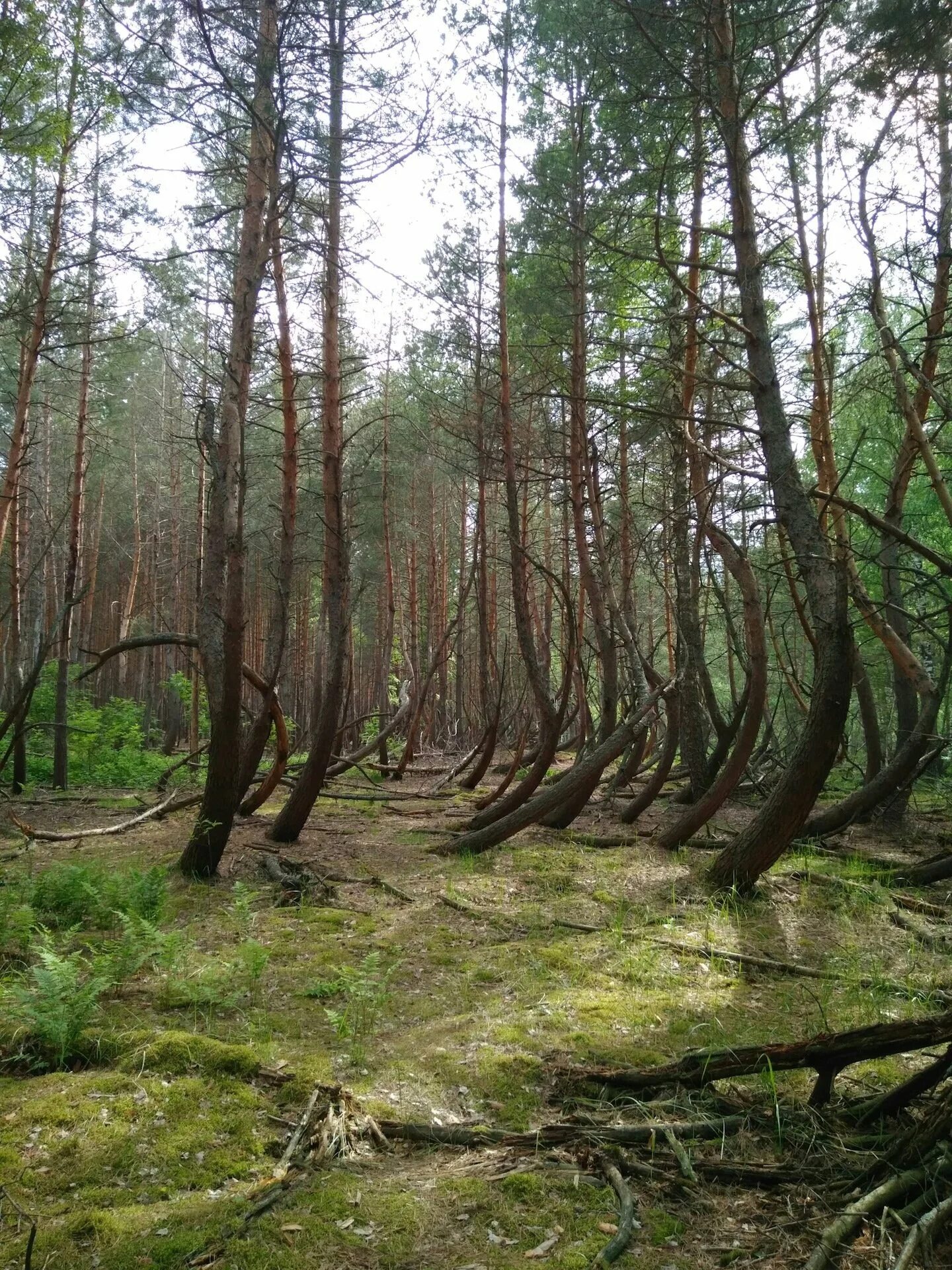 Сосновый бор рязань лес. Шиловский лес воронеж. Рязанская обл лесное. Поселок городского типа лесной рязанская область шиловский район. Посёлок лесной рязанской области шиловского района.