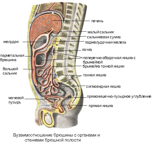 Брюшина толстой кишки. Строение брюшины анатомия. Ход брюшины на сагиттальном разрезе. Брюшина: связки, брыжейки, сальники. Этажи брюшины.. Прямая кишка анатомия вид сбоку.