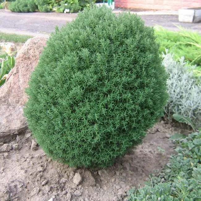 можжевельник круглый. "булевард". туя западная thuja occidentalis teddy. туя западная тедди. можжевельник круглый.