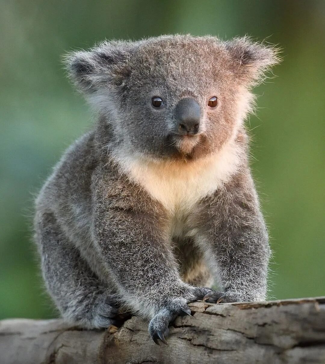 Коала цвет. Коала сумчатое. Коричневая коала. Африканская коала. Коала вид сбоку.