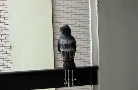 Как отпугнуть голубей с подоконника