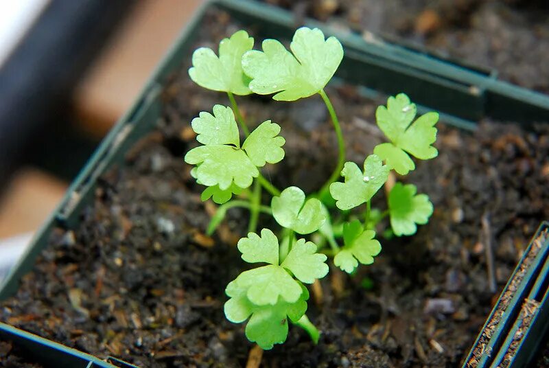 Рассада сельдерея черешкового. Сельдерей черешковый на грядке. Почему не всходит сельдерей. Почему не всходит сельдерей. Сельдерей огородный.