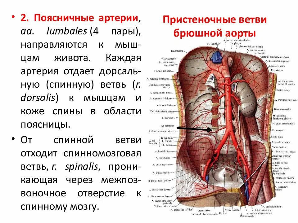 Синтопия брюшной части аорты. Артерии брюшной части аорты анатомия. Синтопия брюшной аорты. Париетальные и висцеральные ветви брюшной аорты. Артерии органов брюшной полости