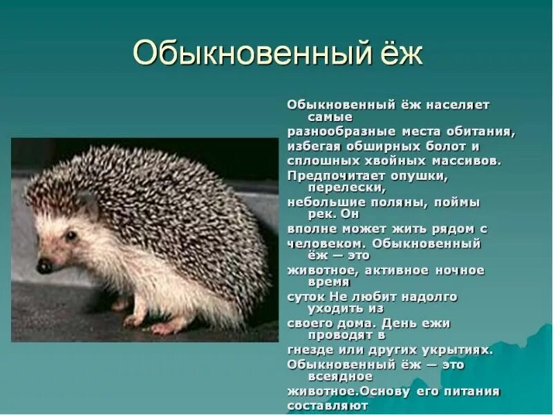 Каком либо животном