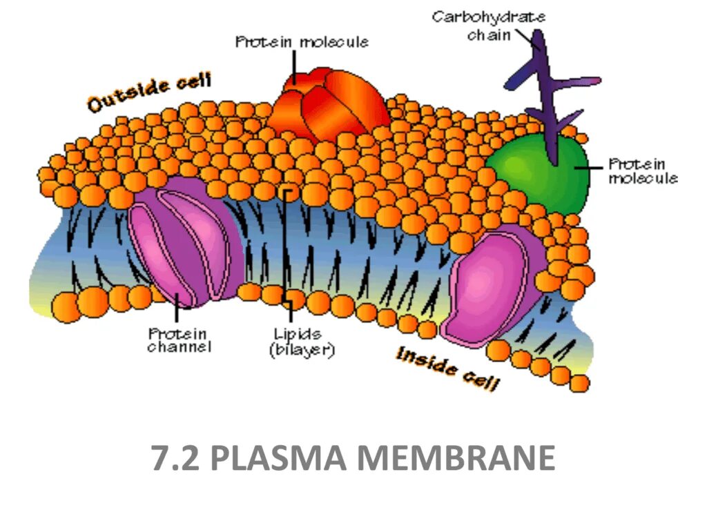 Основой мембран клеток. Мембрана клетки человека. Мембрана биология клетка. Клеточная мембрана рисунок биология. Клеточная мембрана это в биологии.