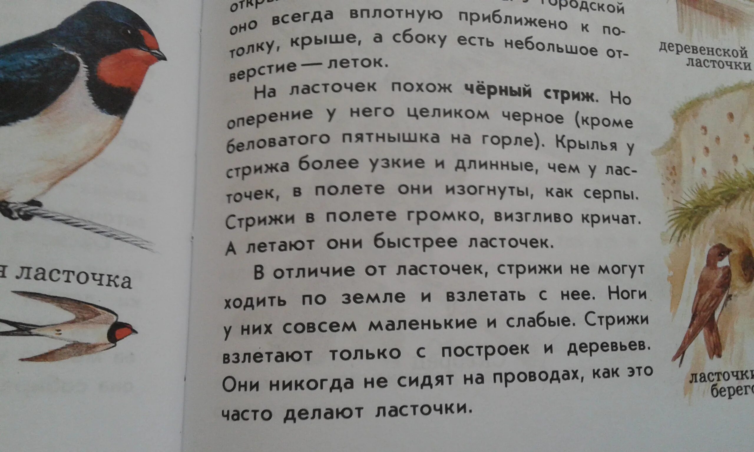 Сходство и различие ласточек. Атлас определитель ласточки и Стрижи. Атлас определитель от земли ласточки. Атлас определитель от земли до неба Стрижи и ласточки. Атлас-определитель от земли до неба 2 ласточки и Стрижи.