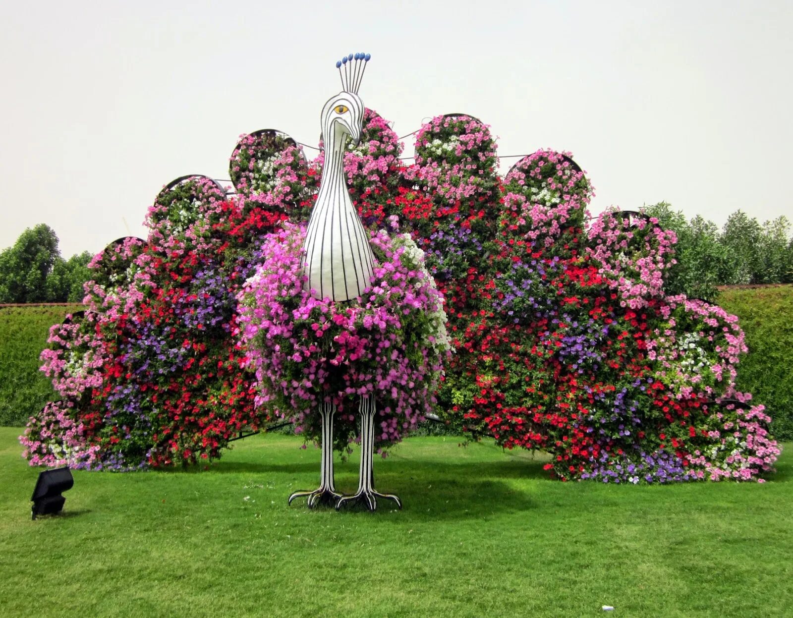 Дубай парк Гарден Павлины. Miracle Garden Дубай. Дубай Флауэрс Гарден. Сад Дубаи петуний. Сами красивая цвети