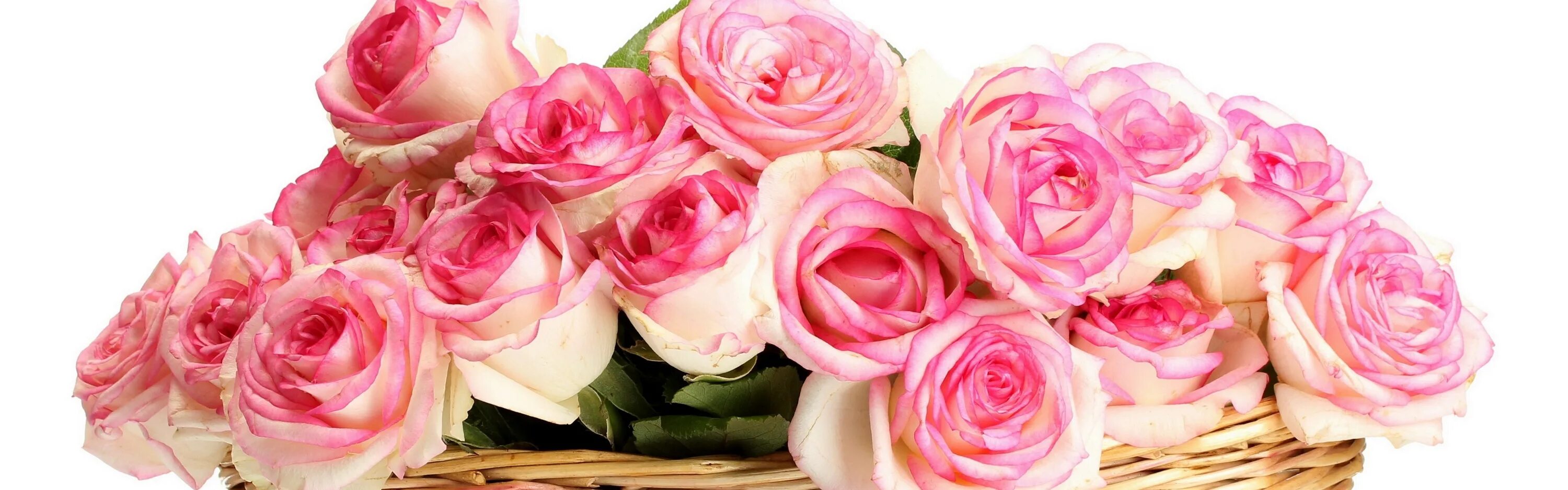 Розовые розы год песни. Розовые розы на белом фоне. Нежный цветок. Нежные розы на белом фоне.