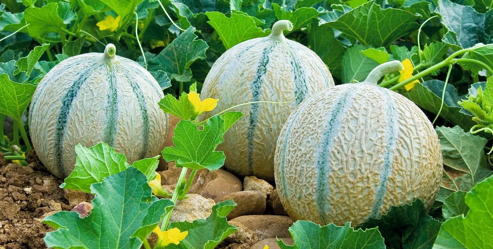 Дыня теплолюбивое растение. Мускатная дыня канталупа. канталупа мускусная дыня. хандалак дыня. канталупа (растение) бахчевые культуры.