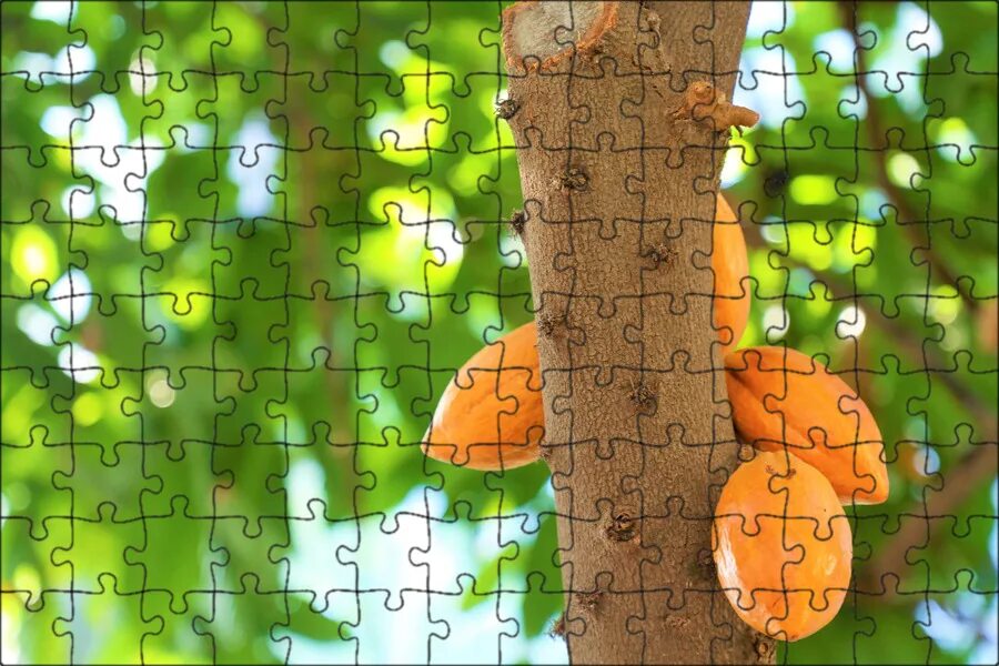 Тропические фруктовые деревья. Syzygium джамбу. Мармеладное дерево сапота. Мармеладное дерево сапота. Черимойя дерево.