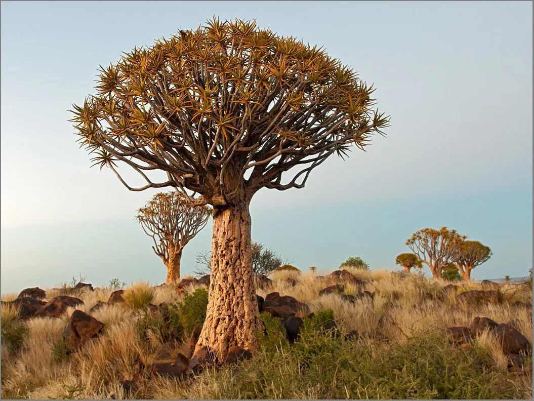 5 растений африки. Намибия Акация баобаб. Колчанное дерево. Древовидная Акация Африканская. Колчанное Драконовые.