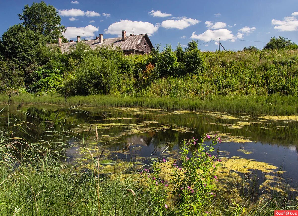 пруды отстойники шуберское. воронцовский парк быково. заброшенные пруд. лесной ручей пруд заводь парк. тарелочкин пруд парк заброшенный.