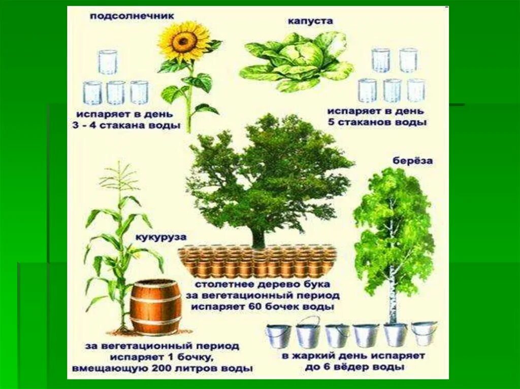 Схема транспирации растений. Транспирация у растений. Транспирация процесс испарения воды. Испарение воды растениями транспирация. Функции транспирации растений.