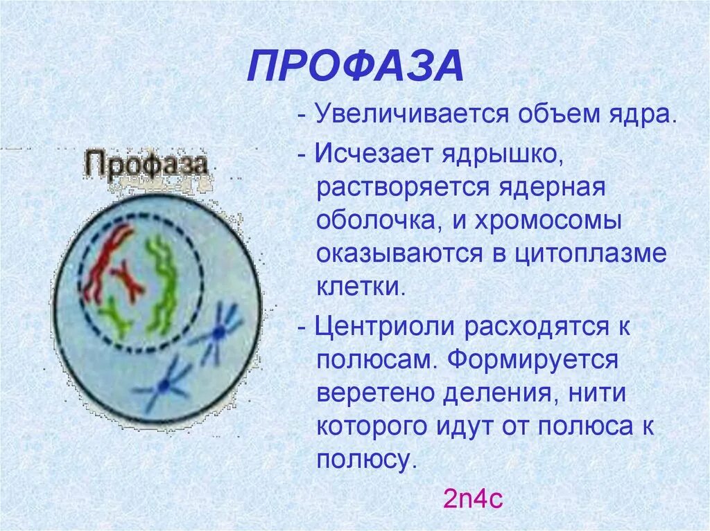 Расхождение центриолей к полюсам клетки фаза. Профаза. Профаза митоза. Ядерная оболочка профазы. Расхождение центриолей к полюсам клетки в профазу.