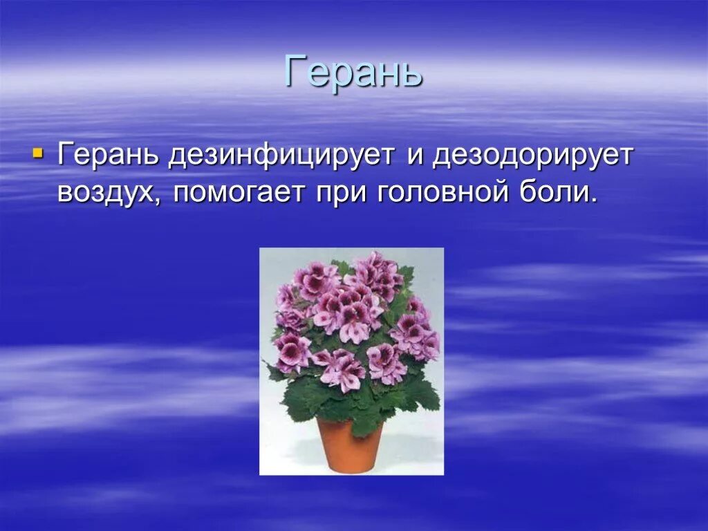 Герань в воздухе. Герань презентация. Пеларгония презентация. Слайды для презентации герань.