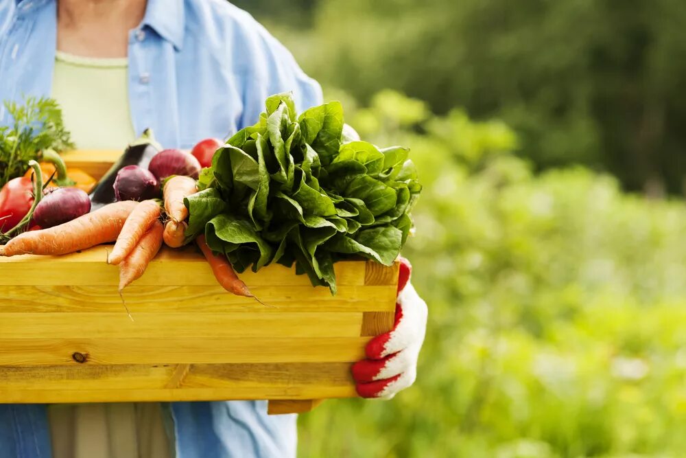 Сельское хозяйство овощи. Овощи в ящике. Экологически чистая пища. Фермерские овощи и фрукты. Свежие фермерские овощи