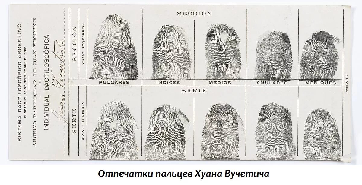 Дактилоскопические Отпечатки пальцев. Дактилоскопическая карта криминалистика. Дактилоскопическая экспертиза Отпечатки. Дактилоскопическая карта с отпечатками пальцев. Description ru теги отпечатков en fptags