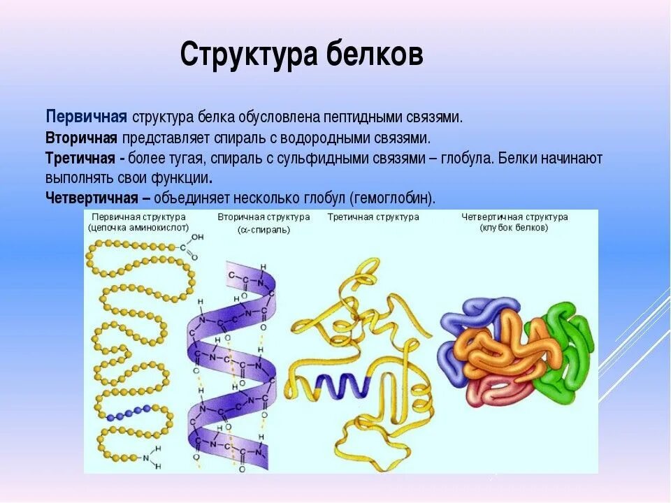 Белки можно обнаружить. Первичная структура белка структура. Первичная структура белка характеризуется. Образование первичной структуры белка. Первичная линейная структура белковой молекулы.