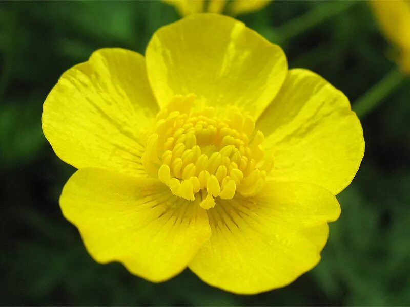 Лютик кашубский плод. Лютик семейство лютиковые. Buttercup лютик. Лютик ползучий (ranunculus repens l. Лютик многоцветковый.