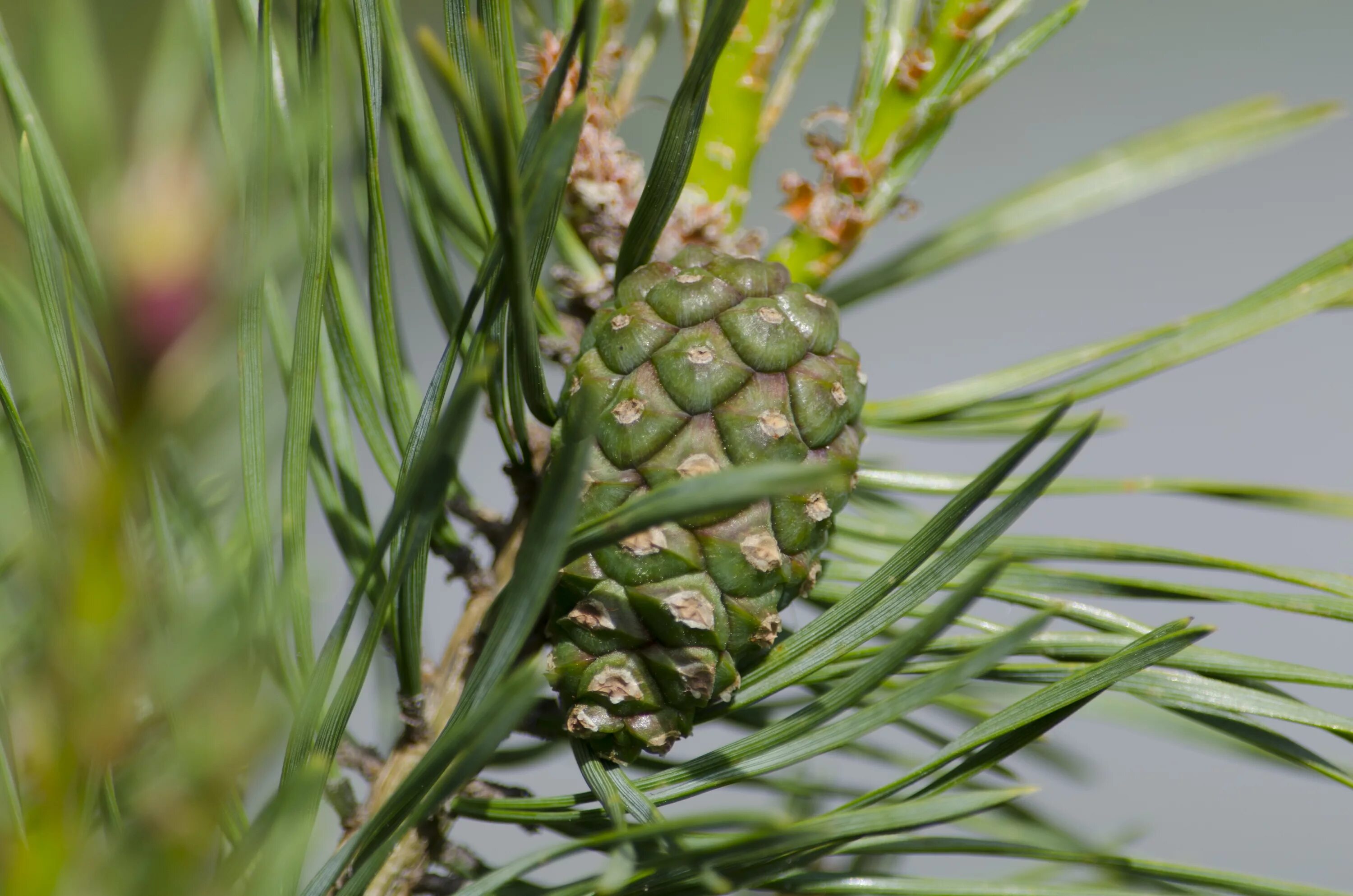 Зеленая шишка ели. Pinus Sylvestris шишки. Сосна Веймутова шишки. Pinus Sylvestris шишка. Зеленые шишки кедра.