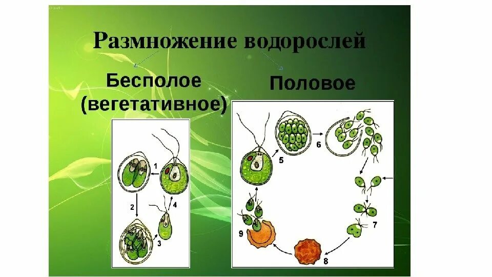 Какие водоросли размножаются. Схема размножение водоро. Бесполое размножение водорослей схема. Половое размножение водорослей схема. Способы размножения водорослей схема.