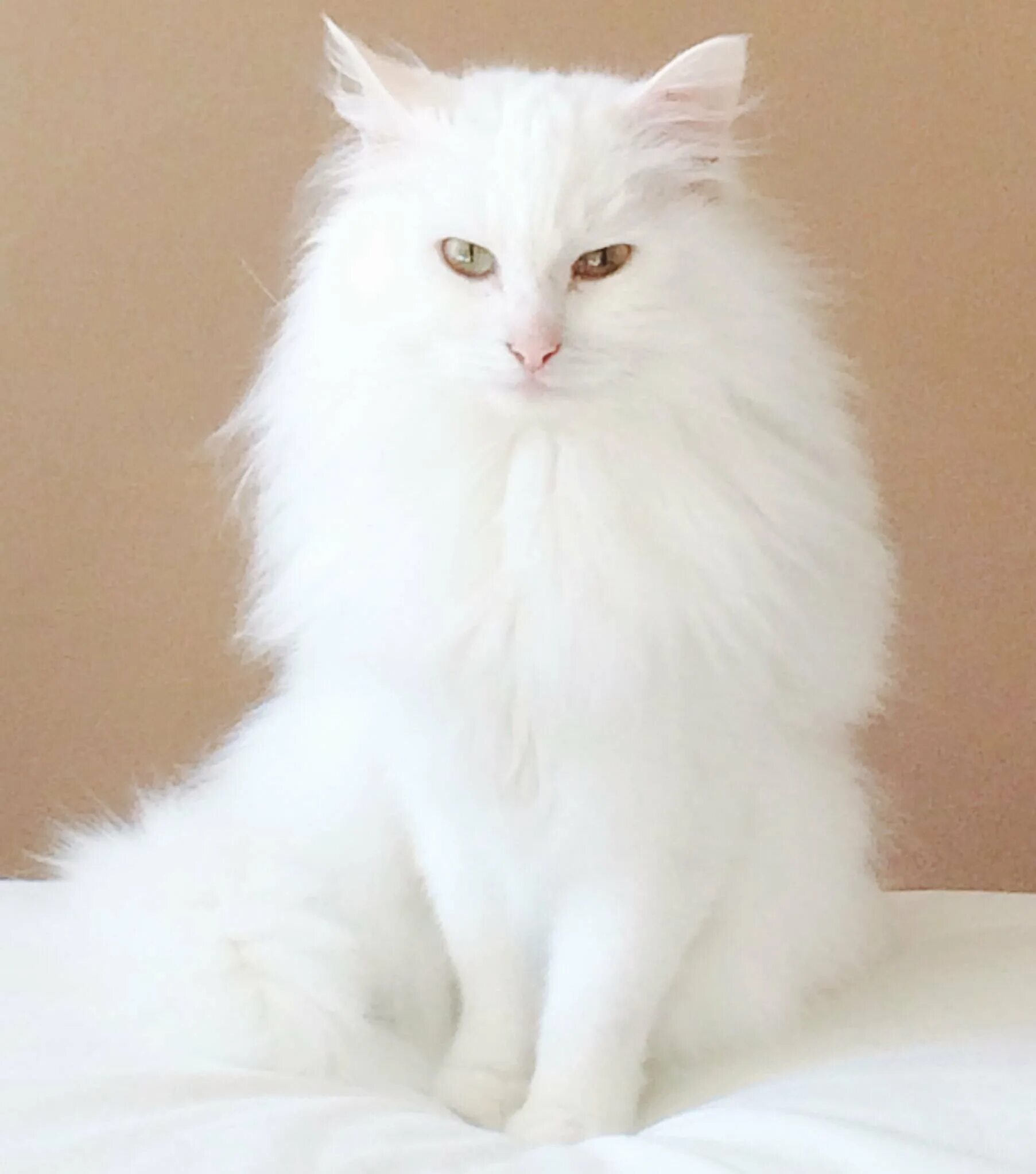Ангорская кошка. Турецкая ангора кот. Турецкий ангорский кот белый. Кошка Сибирская ангорка.