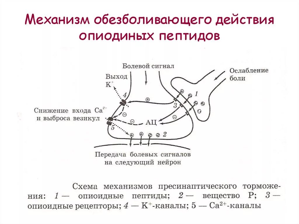 Эффект анестетика. Механизм действия опиоидных анальгетиков. Механизм действия опиоидных. Механизм анальгетического действия опиоидных анальгетиков. Механизм болеутоляющего действия опиоидных анальгетиков.