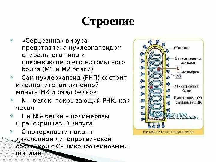 Минус рнк вирусы. Нуклеокапсид. Нуклеокапсид вируса это. Типы симметрии нуклеокапсида вируса. Спиральный нуклеокапсид.