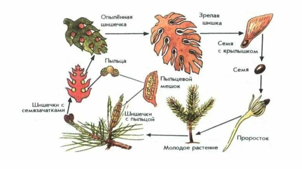 Размножение голосеменных схема. Размножение сосны обыкновенной схема. Жизненный цикл голосеменных схема. Цикл размножения голосеменных растений схема. Семена ели созревают