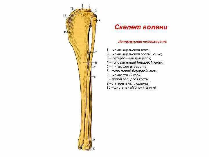 Кости голени собаки анатомия. Берцовая кость собаки анатомия. Анатомия костей голени собаки. Большеберцовая кость анатомия собаки.