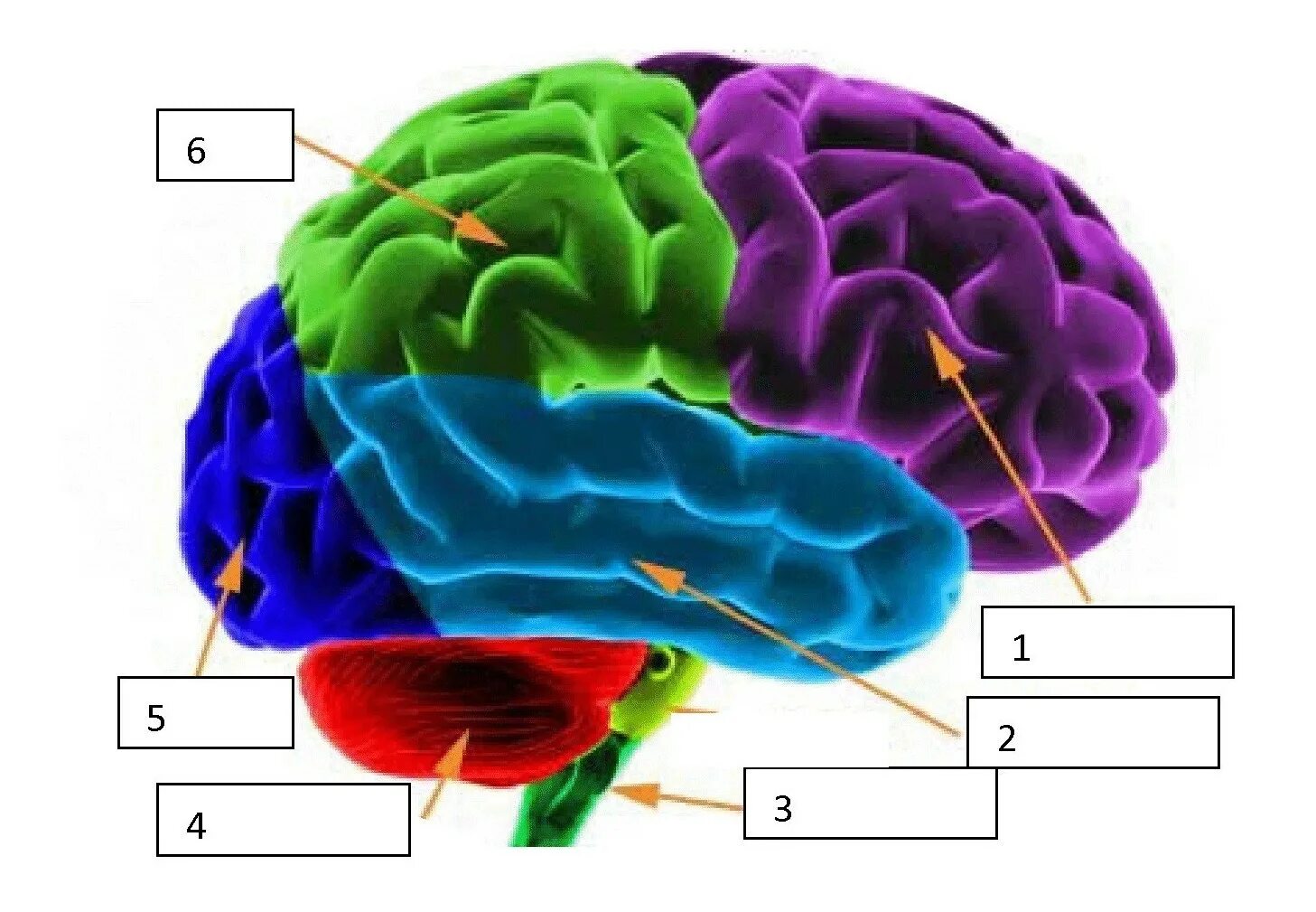 Brain and some. Лобная и теменная доли.