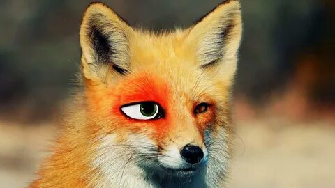 Real fox