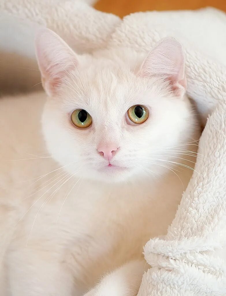 Турецкая ангора кошка. Као мани метис. Европейская короткошерстная кошка белая. Анатолийская кошка белая. Белая киса
