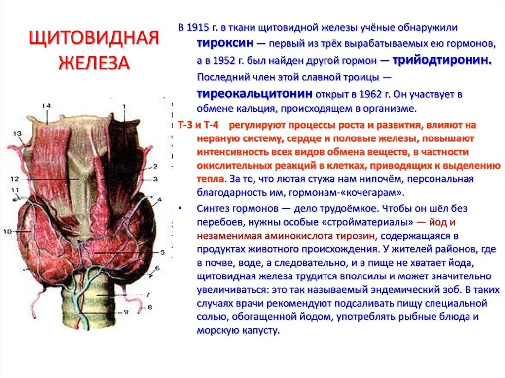 Щитовидная железа вид сбоку. Антагонисты гормонов щитовидной железы. Щитовидная железа строение и расположение. Щитовидная железа образует гормон.